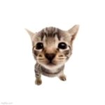 El gatito meme