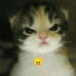 El gatito meme