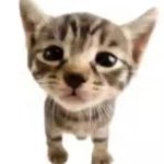 El gatito meme