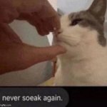 El gatito meme