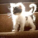 Mew :3