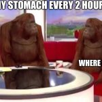 where monkey | MY STOMACH EVERY 2 HOURS; WHERE FOOD | image tagged in memes,where monkey | made w/ Imgflip meme maker