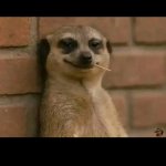 Funny meerkat