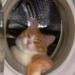 chill cat