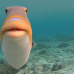 Fat fish