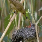 Feeding fat bird