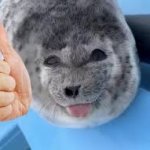 seal