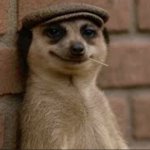 Meerkat