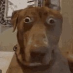 wtf meme