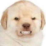 angry dog