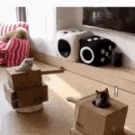 Cat wars blehh | image tagged in gifs,memes,funny,cat,war cat,cats | made w/ Imgflip video-to-gif maker