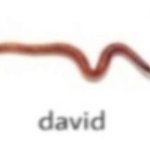 david