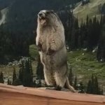 Screaming name GIF Template