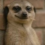 Meerkat Meme
