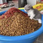 Kitten with huge bowl of food