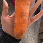 Giant Carrot