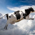Flying cow