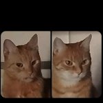 Disgusted and Angry cat