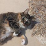 Cat the Pig