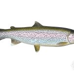 trout truth