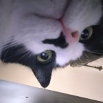 RINGO the cat template