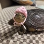 cute turtle