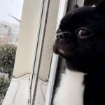 Dog confused math