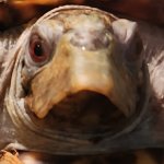 Derp Turtle