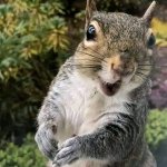 squirrel