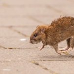 rat