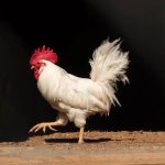 strutting rooster