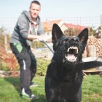 Angry dog on leash