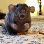 Happy Rat