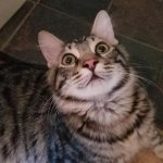 Traumatic Funny Cat | image tagged in traumatic funny cat | made w/ Imgflip meme maker