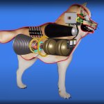 How a Dog Works