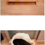 3 Bowls, 3 Cats