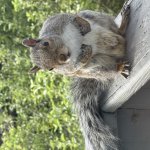Squirrel On the Railing