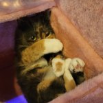 Cat Hiding Her Face
