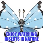 Enjoy watching insects in nature | ENJOY WATCHING INSECTS IN NATURE | image tagged in relax,nature,relaxing,gardening | made w/ Imgflip meme maker