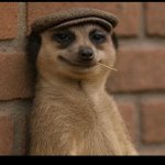 Meerkat meme