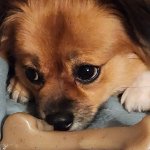 Pensive