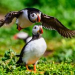 Puffin sneaking up on puffin