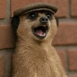 Meerkat