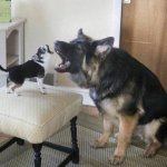 Two barking dogs