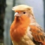 Trump, the bird