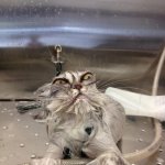 bruhhh | Me after trying to wash my spoon | image tagged in angry wet cat | made w/ Imgflip meme maker