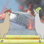 Carl and Paul Llamas with Hats