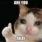 sad thumbs up cat | ARE YOU; OKAY | image tagged in sad thumbs up cat | made w/ Imgflip meme maker