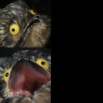 Potoo Format template