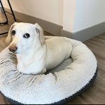 Homophobic Dog Base